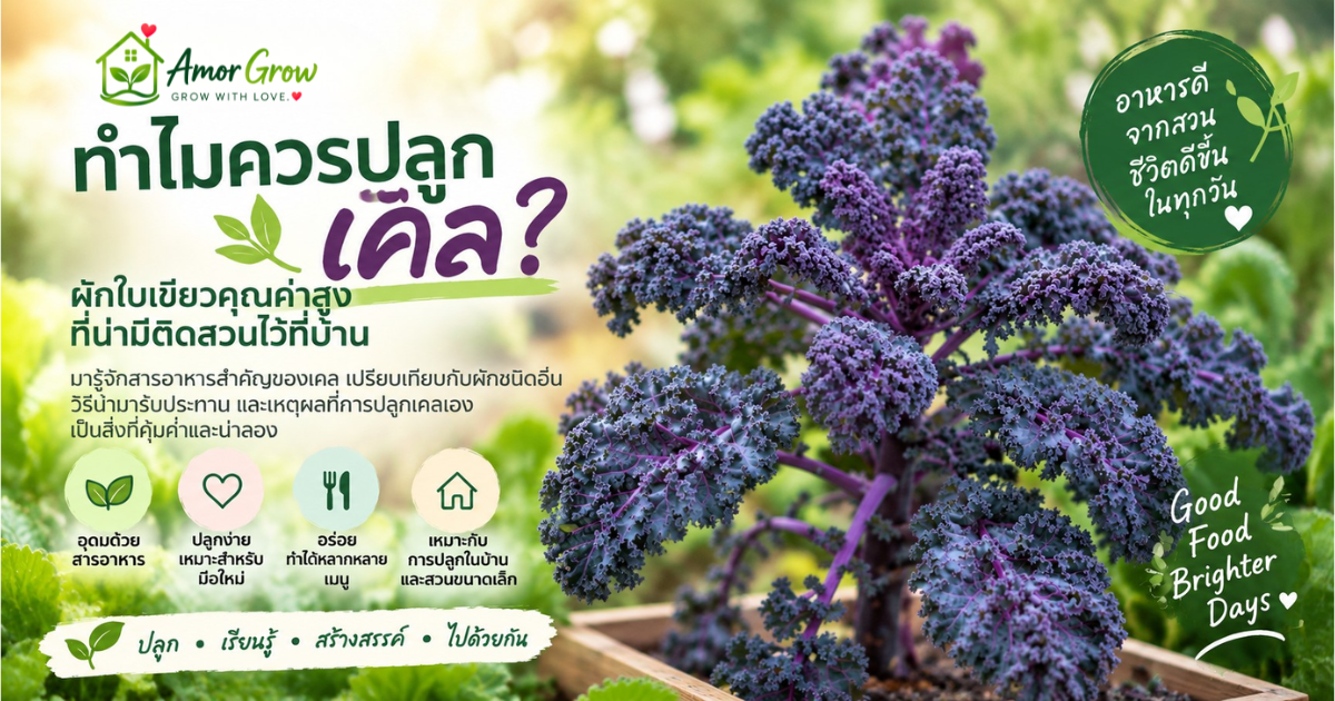 ทำไมควรปลูกเคล? ผักใบเขียวคุณค่าสูงที่น่ามีติดสวนไว้ที่บ้าน
