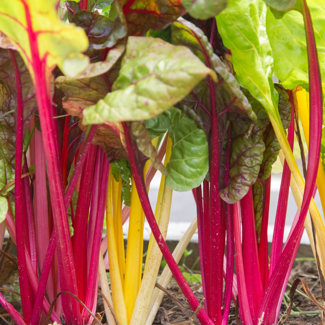 Swiss Chard – Rainbow