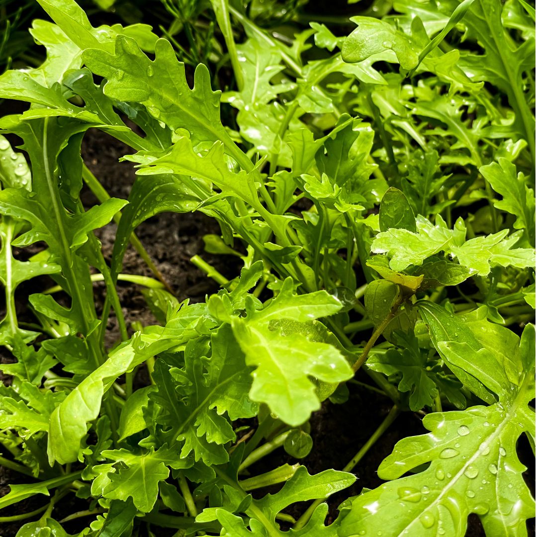 Wild Arugula
