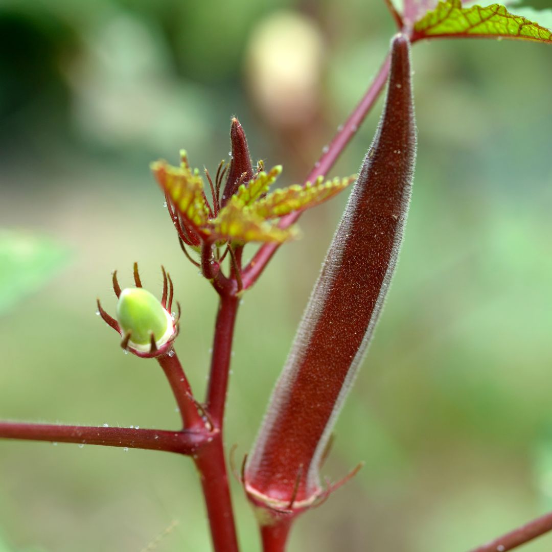 Okra – Red Burgundy