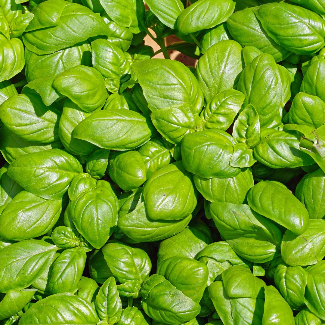 Italian Large Leaf Basil