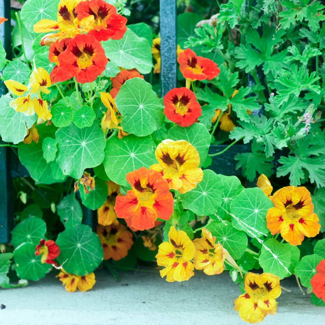 Nasturtium Jewel Mix