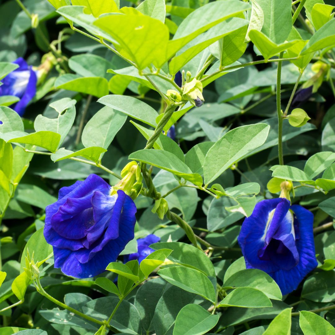 Butterfly Pea