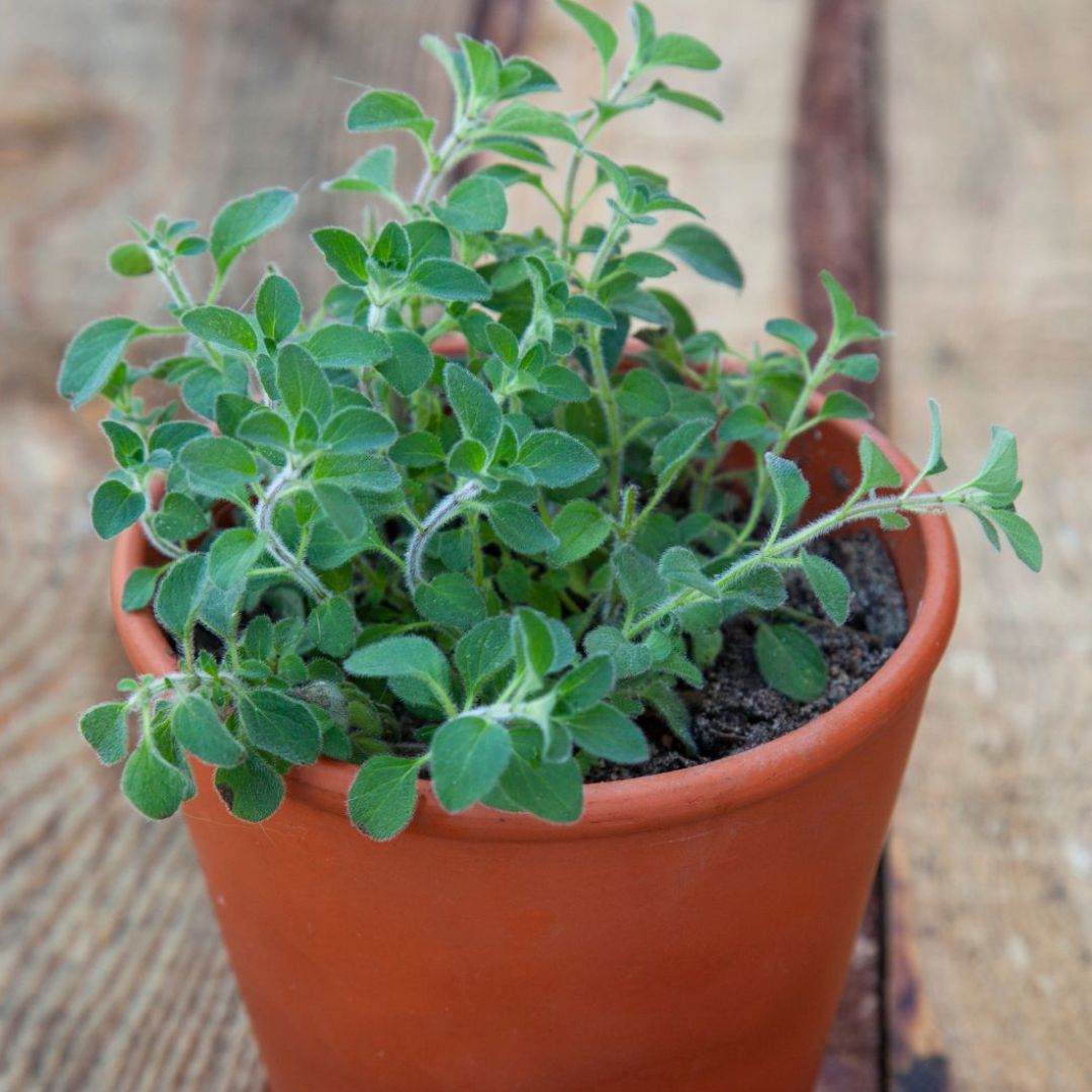 Oregano
