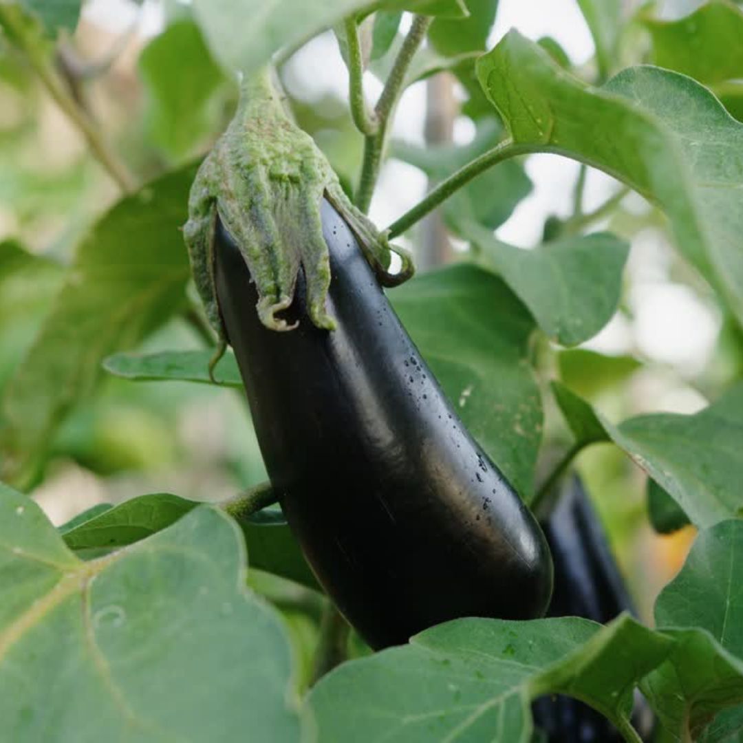 Eggplant – Japanese Pickling
