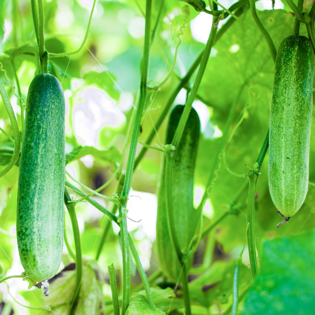 Cucumber Straight Eight