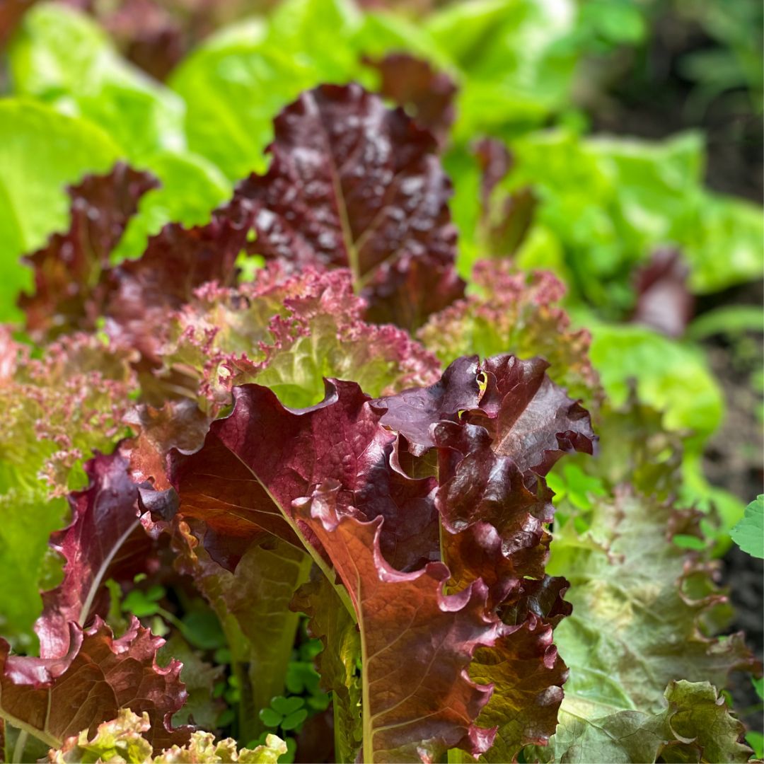 Ruby Red Lettuce Seeds