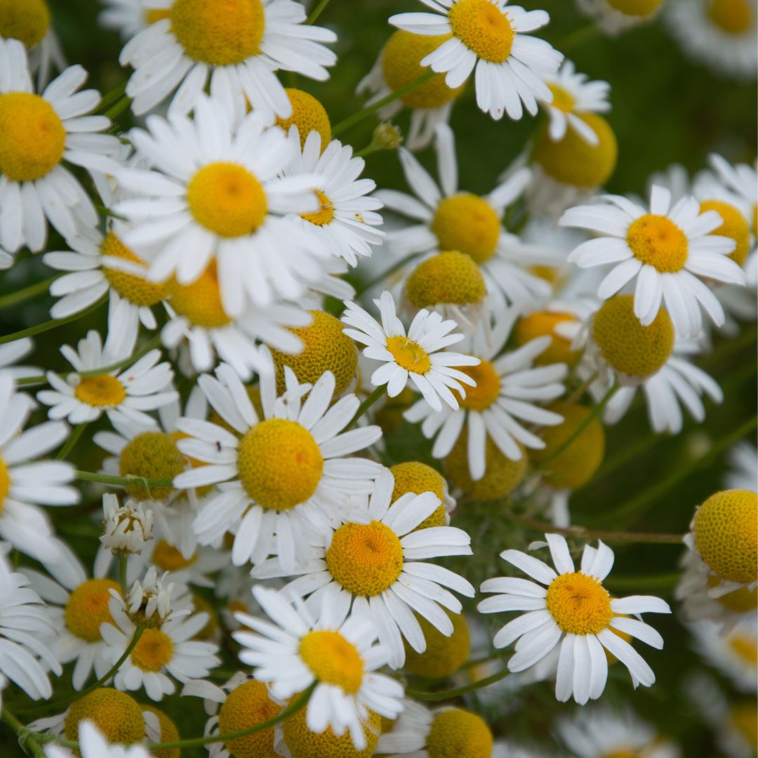 Chamomile Seeds - Roman