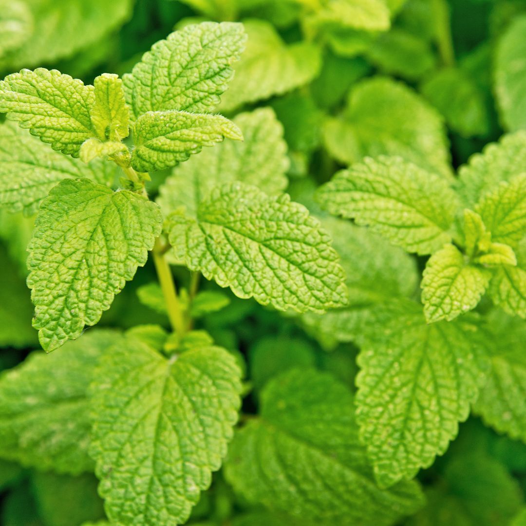 Lemon Balm Seeds