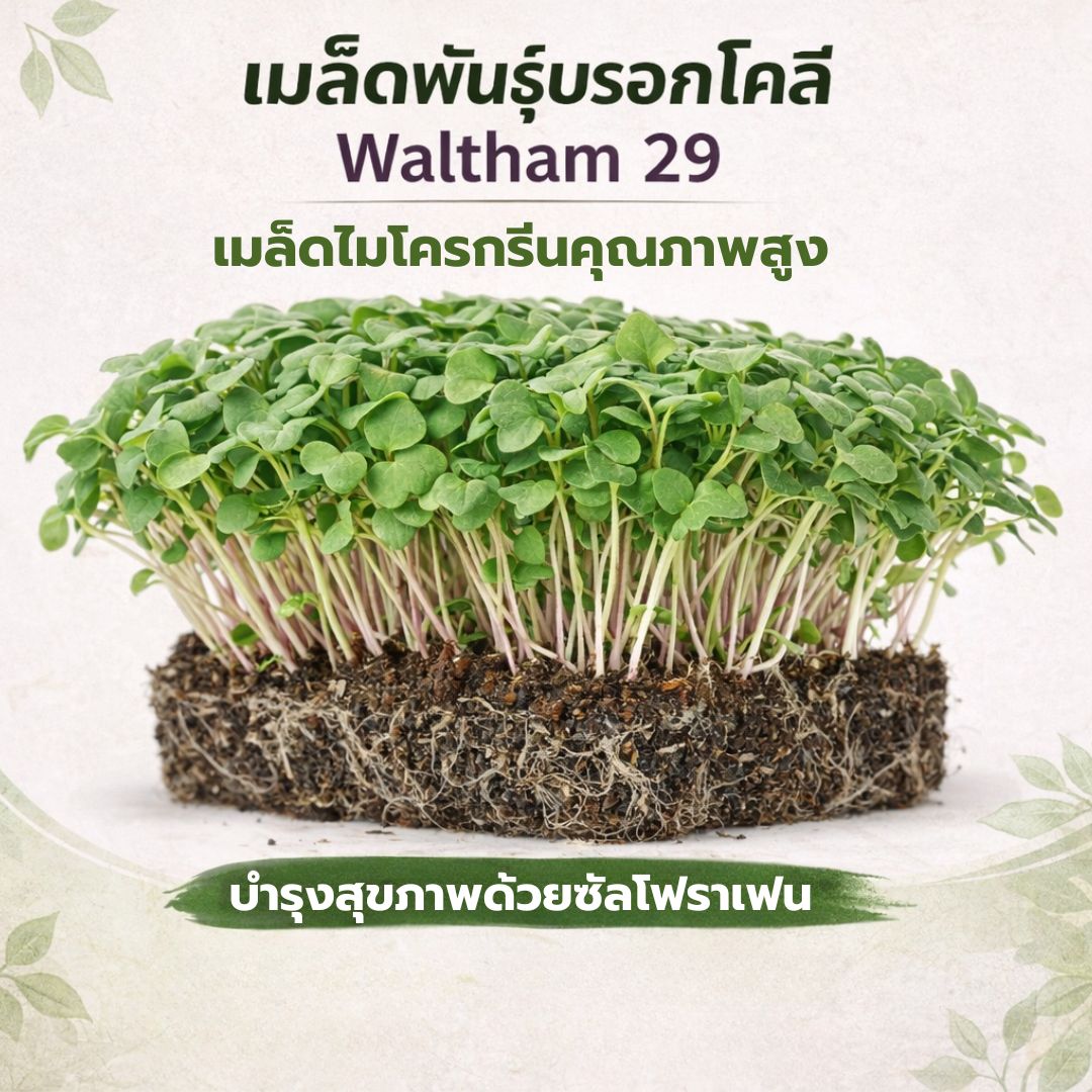 Brocolli Waltham 29 Microgreen Seeds