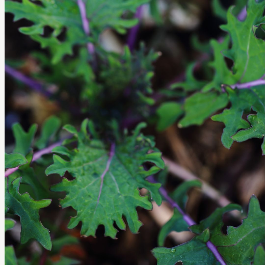Red Russian Kale