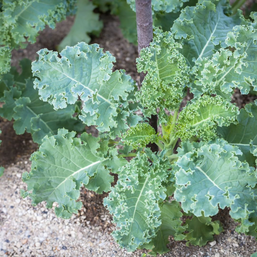 Vates Blue Scotch Curled Kale