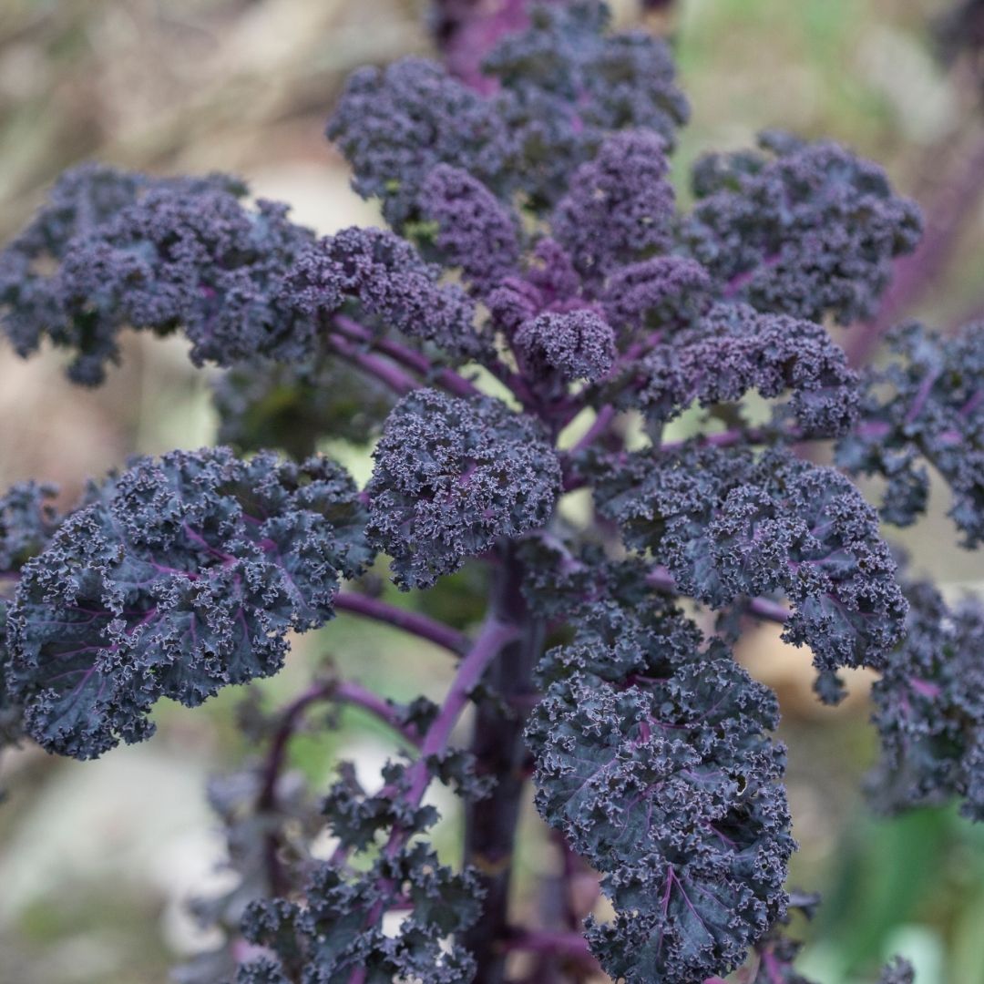 Scarlet Kale