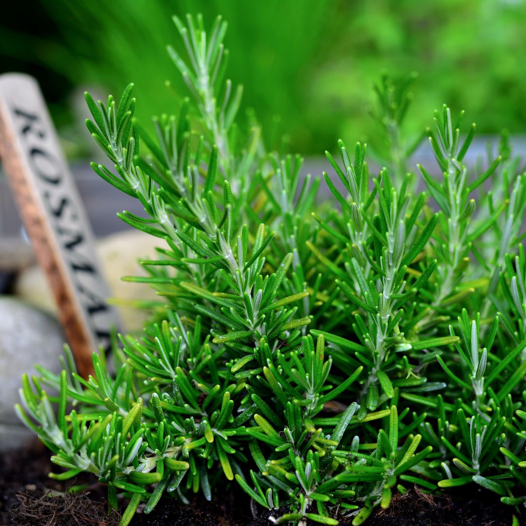 Rosemary Seeds