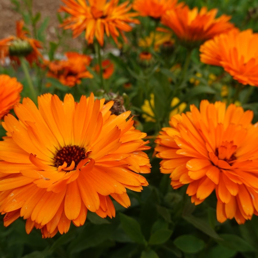 Calendula Seeds