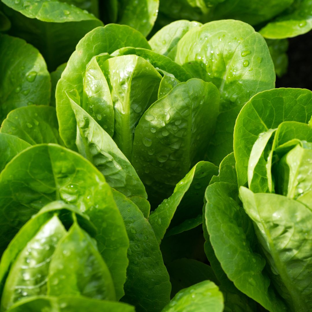 Little Gem Romaine Lettuce Seeds