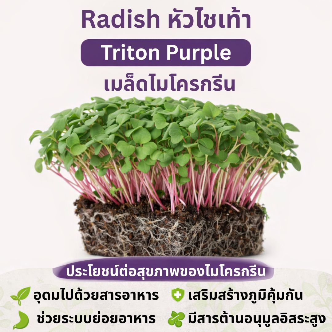 Radish Triton Purple Microgreen Seeds