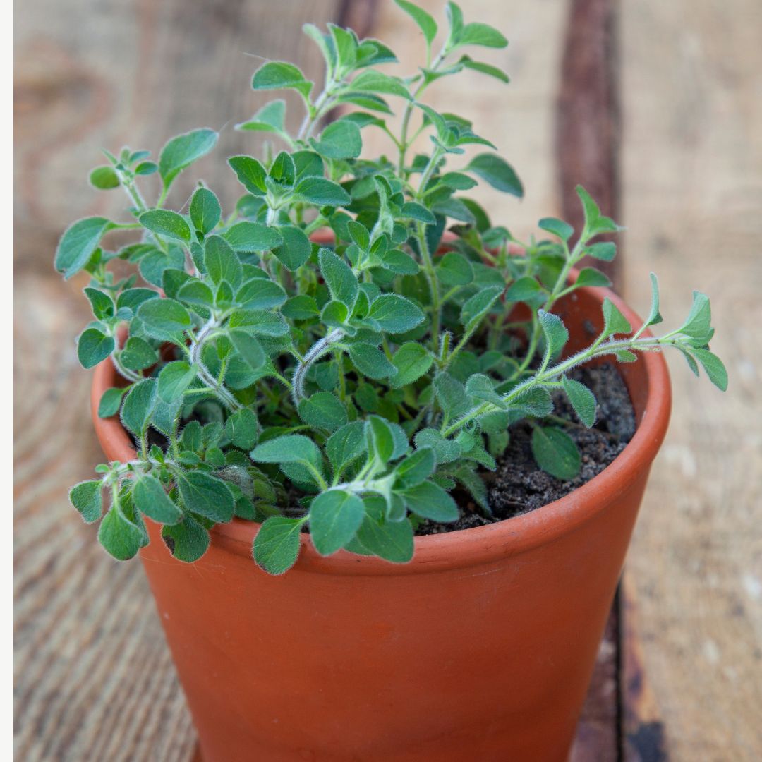 Common Italian Oregano Seedling