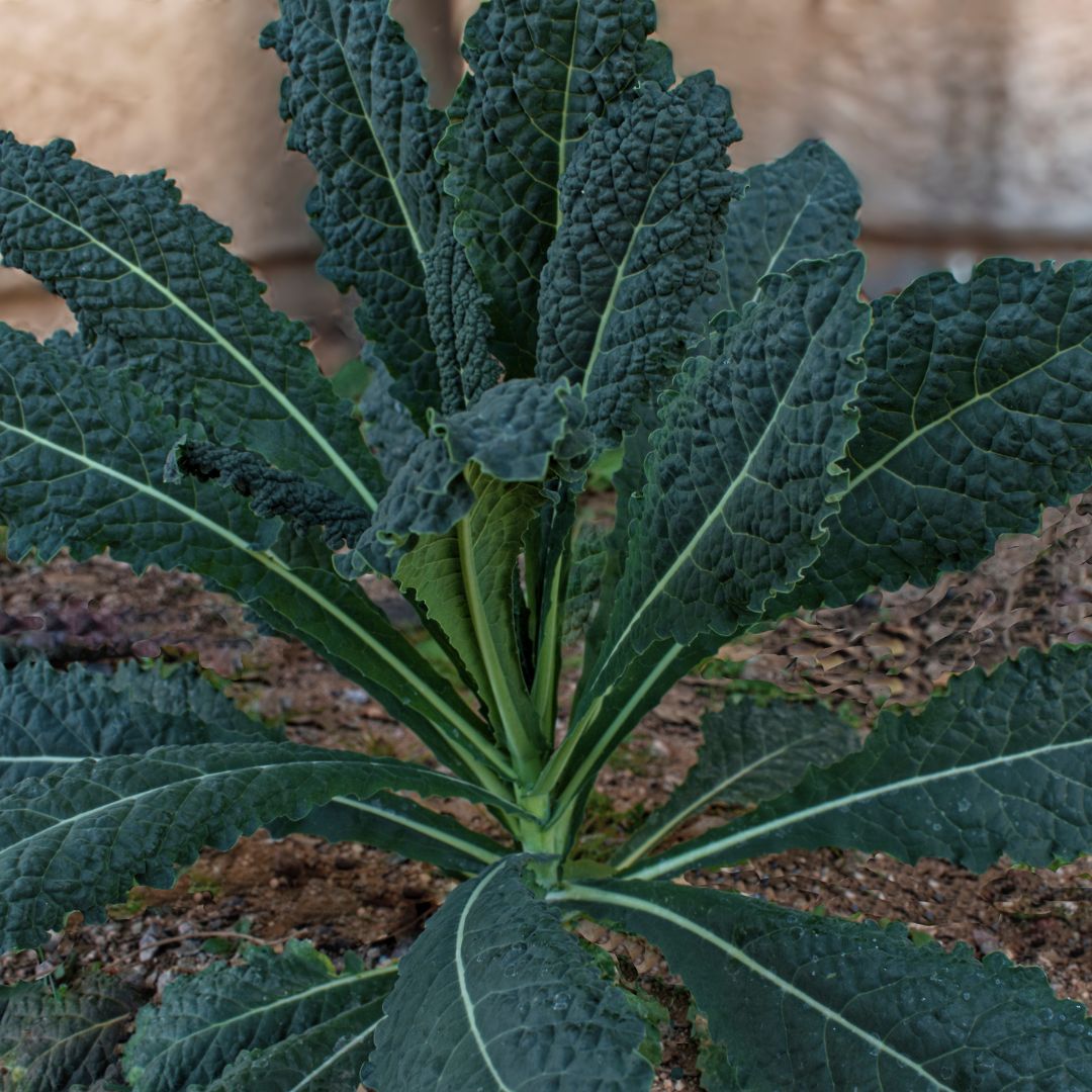 Lacinato Kale (Dinosaur Kale) Seeds for Home Gardening