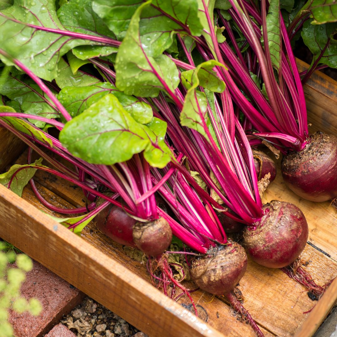 Beet – Ruby Queen Seeds