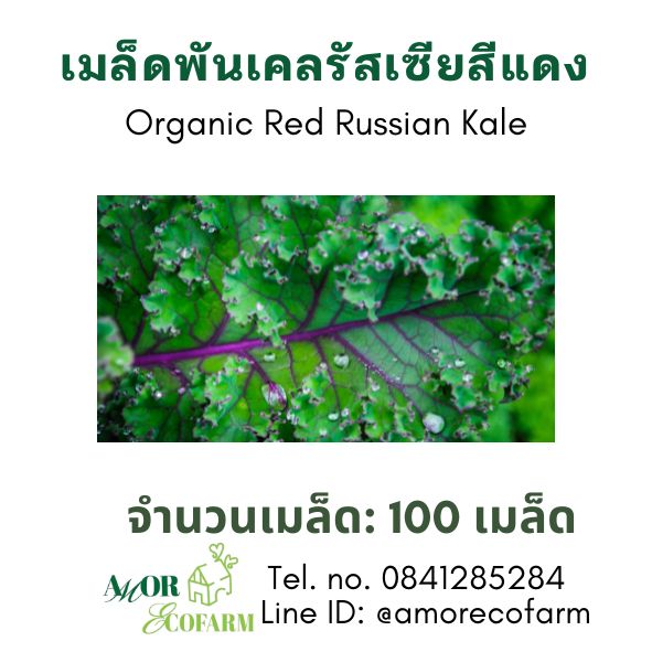 Red Russian Kale Seeds for Home Gardening